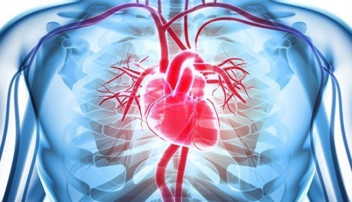 Biến thể Omicron không ảnh hưởng đến sức khỏe tim mạch