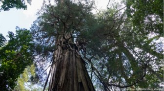 Tranh cãi về tuổi của cây cổ thụ già nhất thế giới