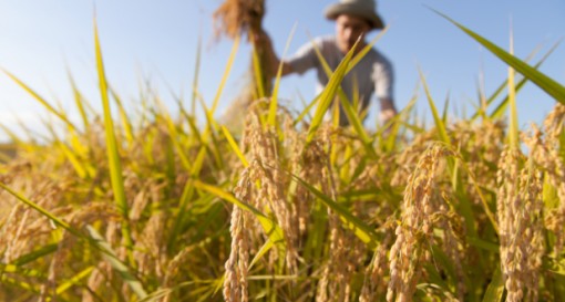 Giá gạo Ấn Độ giảm xuống mức thấp trong vòng 5 năm