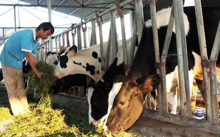 Anh nông dân làm giàu từ chăn nuôi bò sữa  Phát triển trang trại  Dân Việt