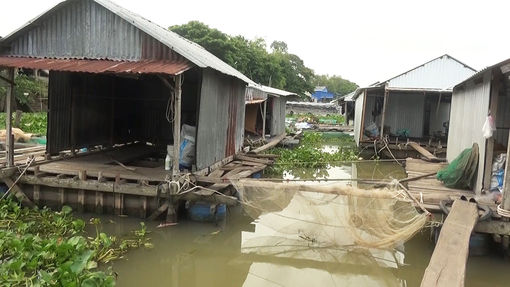Huyện Phú Tân sắp xếp lồng, bè nuôi cá trên địa bàn
