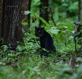 Báo đen quý hiếm xuất hiện trong vườn quốc gia ở Ấn Độ
