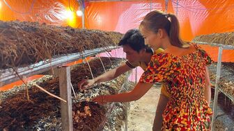 Trồng nấm rơm công nghệ cao