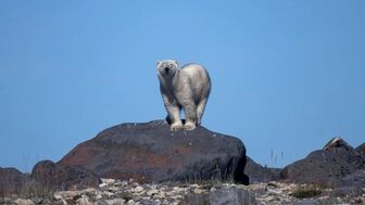 Số phận 'mong manh' của loài gấu Bắc Cực tại Canada