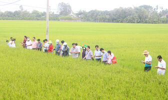 Chia sẻ kinh nghiệm liên kết tiêu thụ lúa vùng nguyên liệu trên địa bàn huyện Thoại Sơn