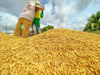 Giá gạo xuất khẩu của Việt Nam vẫn 'neo' ở mức cao