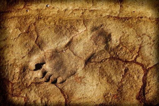 Tìm thấy dấu chân người 296.000 năm tuổi ở Tây Ban Nha