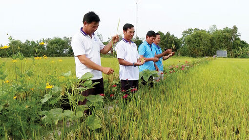 Hiệu quả mô hình canh tác lúa gạo bền vững theo tiêu chuẩn SRP
