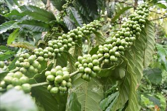 Khối lượng cà phê bền vững chiếm từ 40 - 50%
