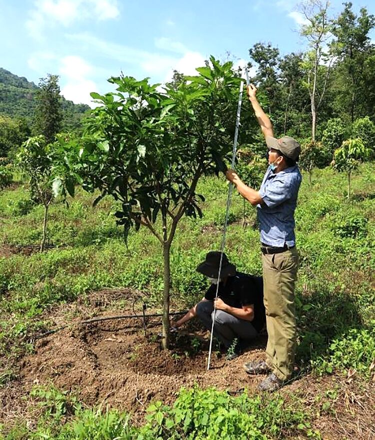 TẬP 4 THIẾT KẾ MÔ HÌNH NÔNG LÂM KẾT HỢP VỚI CÂY LÂM NGHIỆP CÂY ĂN QUẢ CÀ  PHÊ CÂY NGẮN NGÀY VÀ CỎ  YouTube