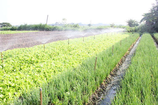 Châu Phú phát triển nông nghiệp theo hướng bền vững