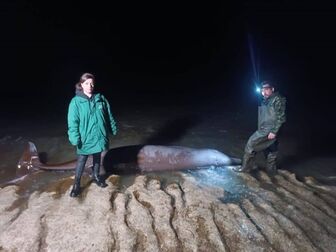 Nhiều xác cá voi dạt vào bờ biển CH Cyrus, nghi ảnh hưởng của động đất