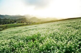 Kinh nghiệm du lịch Mộc Châu: Mùa nào đáng đi nhất?