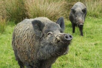 Singapore tiếp tục phát hiện dịch tả lợn châu Phi trên đàn lợn rừng
