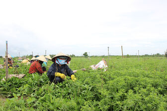 Phát triển nông nghiệp theo hướng bền vững ở huyện cù lao