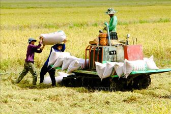 Thị trường nông sản tuần qua: Giá lúa giảm