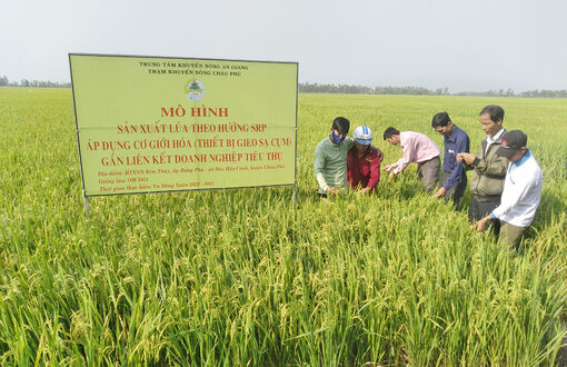 Tiết kiệm giống, giảm chi phí khi sản xuất lúa theo SRP