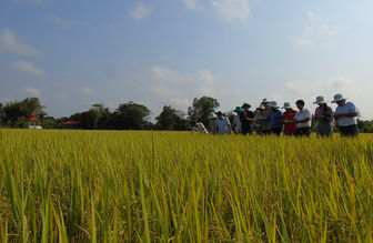 Hội thảo mô hình sản xuất lúa theo tiêu chuẩn bền vững SRP tại huyện Phú Tân