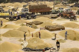 Thị trường nông sản tuần qua: Nhu cầu cải thiện hỗ trợ giá gạo Ấn Độ đi lên