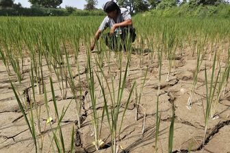 Nguồn cung gạo toàn cầu nhận tin xấu từ Nam Á