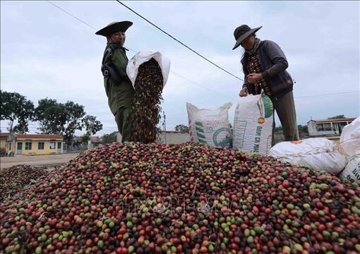 Giá cà phê tăng cao, doanh nghiệp và nông dân chưa hưởng lợi nhiều