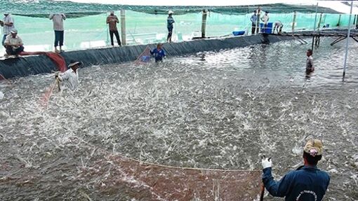 Giá tôm giảm sâu, nhà nông gặp khó