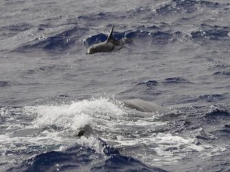 Phát hiện mới về nơi sinh sống của cá voi có nguy cơ tuyệt chủng