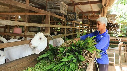 Gỡ khó cho ngành chăn nuôi gia cầm