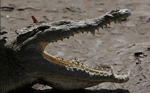 Phát hiện cá sấu sinh sản đơn tính đầu tiên trên thế giới