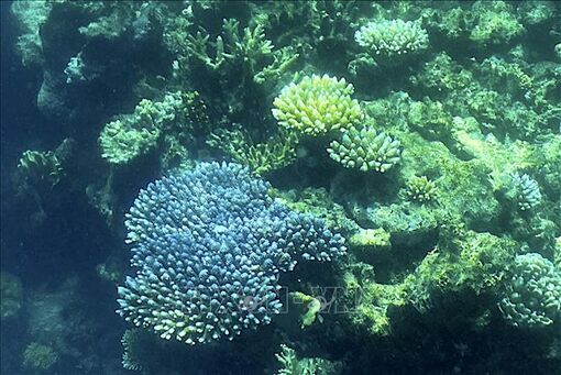 Trái đất ấm lên gây nguy cơ bệnh tật cho 76,8% rạn san hô vào năm 2100