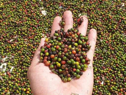 Xuất khẩu hồ tiêu tăng 30%
