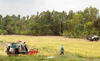 Sản xuất lúa “2 năm, 5 vụ” ở huyện cù lao