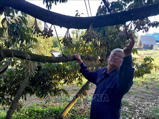 Liên kết chuỗi sản xuất và xuất khẩu sầu riêng
