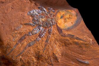 Phát hiện hóa thạch nhện cỡ lớn ở Australia