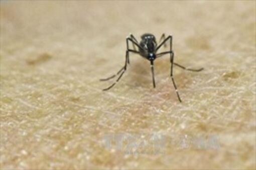 Campuchia phát hiện ca mắc virus Zika đầu tiên sau 7 năm