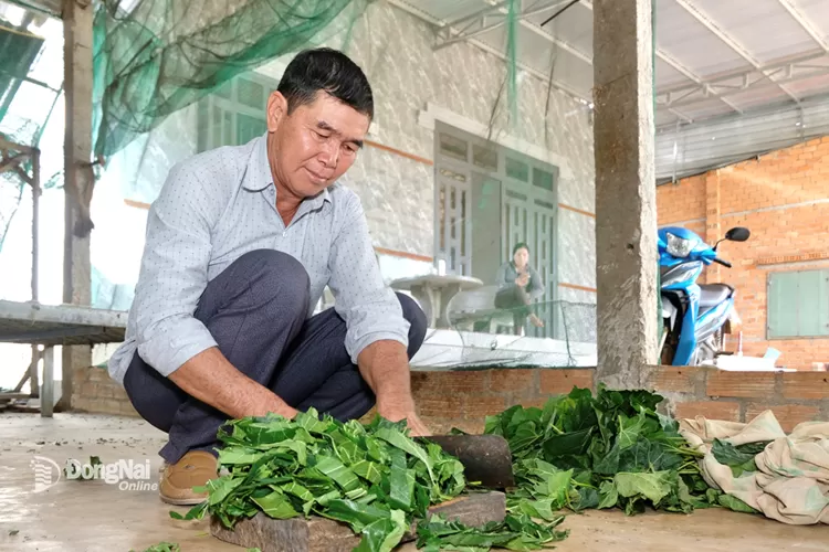 Nghề nuôi tằm ở Sông Ray