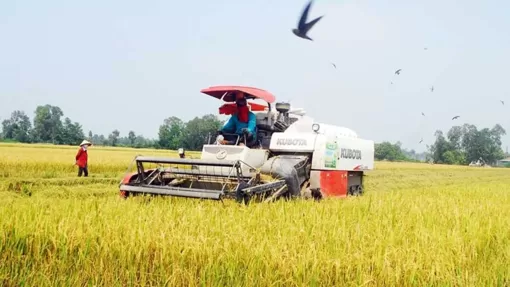 Thắng lợi kép từ vụ lúa năm 2023