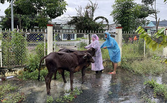 Bàn giao bò giống cho 21 hộ dân xã Lương Phi