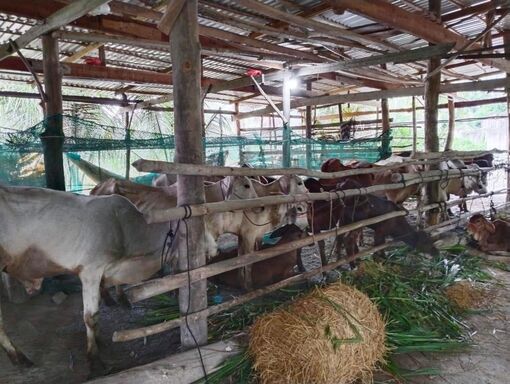 Thêm 48 con bò giống được giao cho hộ Khmer nuôi vỗ béo