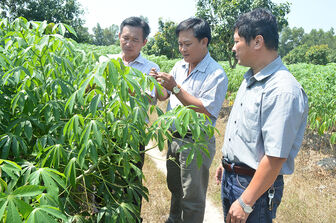 TX. Tịnh Biên phát triển cây ăn trái gắn với du lịch