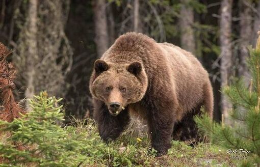 Gấu xám giết chết 2 người trong công viên ở Canada