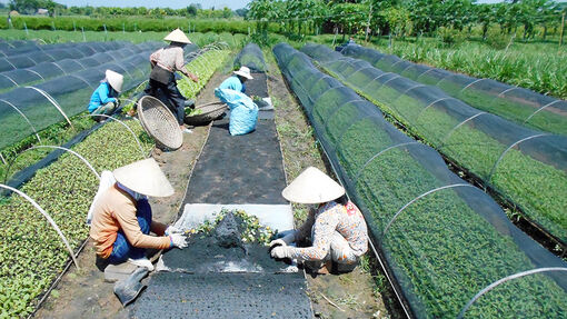 Chợ Mới thu hút đầu tư vào nông nghiệp, du lịch, thương mại