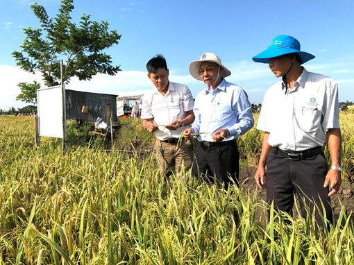 Tổng kết mô hình sản xuất lúa “1 phải - 6 giảm” ở xã Phước Hưng
