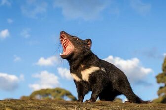 Loài sát thủ phát tiếng kêu ghê rợn quay trở lại Australia sau 3.000 năm tuyệt chủng