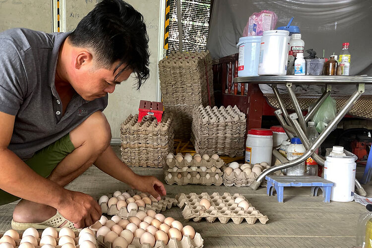 Nuôi gà Ai Cập lấy trứng